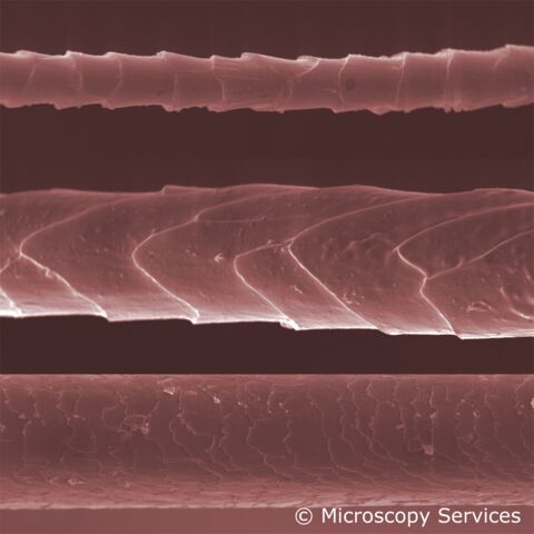 Flermaus-, Maus- und Menschenhaar im REM