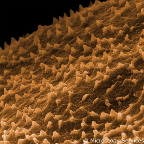 Stratum Corneum der Fledermaus, REM